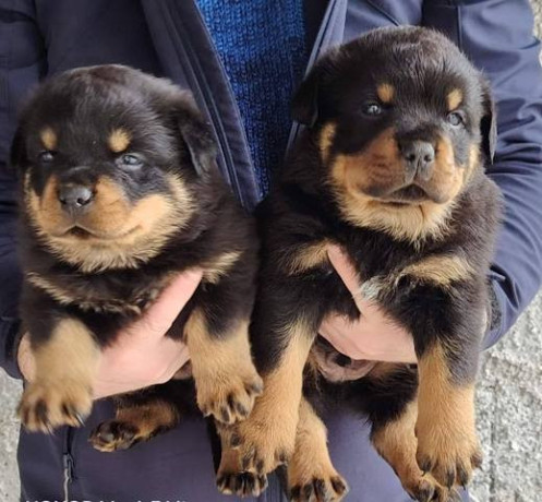 rotvajler-stenci-big-2