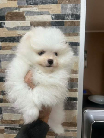 pomeranac-stenci-vrhunskog-kvaliteta-big-1