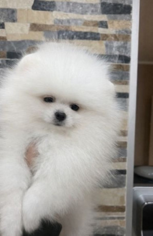 pomeranac-stenci-vrhunskog-kvaliteta-big-2