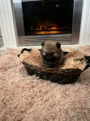 pomeranac-stenci-vrhunskog-kvaliteta-big-4