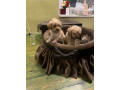 toy-pudle-ekstra-malog-rasta-small-0