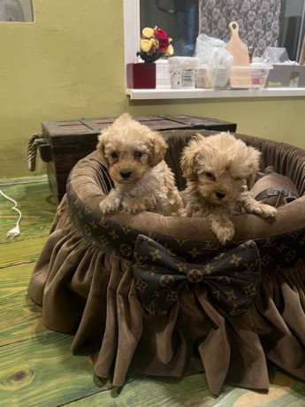 toy-pudle-ekstra-malog-rasta-big-1