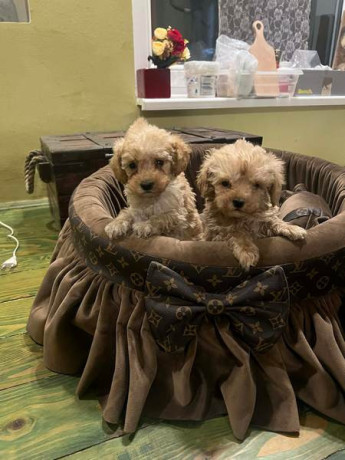 toy-pudle-ekstra-malog-rasta-big-3