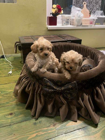 toy-pudle-ekstra-malog-rasta-big-4