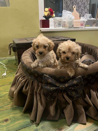 toy-pudle-ekstra-malog-rasta-big-2