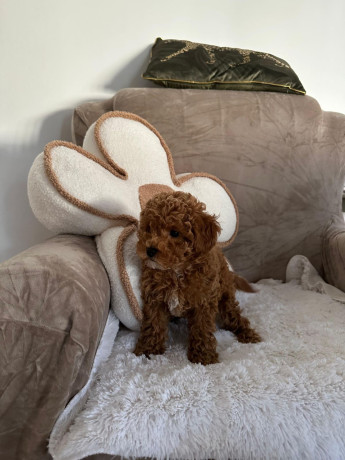 stene-crvene-pudle-big-1