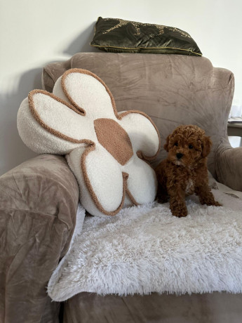 stene-crvene-pudle-big-2