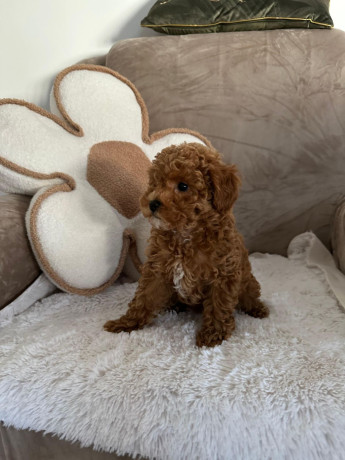 stene-crvene-pudle-big-3