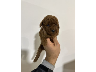 Crvene i aprikot toy pudle