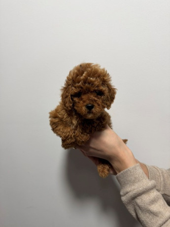 crvene-i-aprikot-toy-pudle-big-1