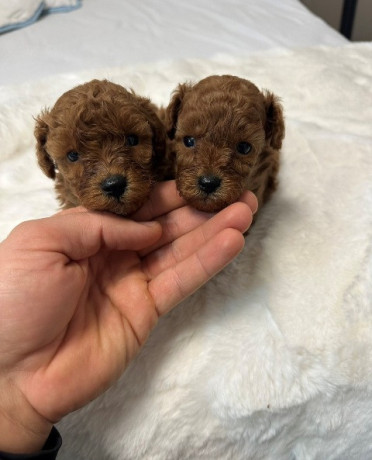 crvene-i-aprikot-toy-pudle-big-3