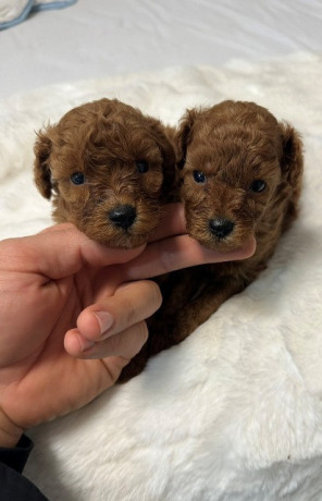 crvene-i-aprikot-toy-pudle-big-2