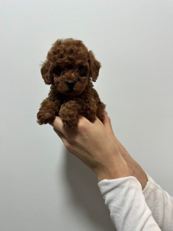 crvene-i-aprikot-toy-pudle-big-4