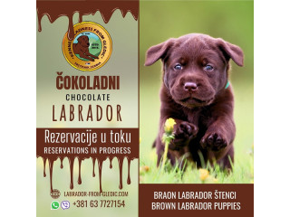Braon Labrador štenci