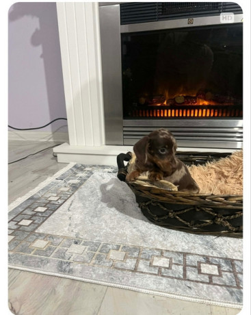 patuljasti-kratkodlaki-jazavicari-ekstra-mini-big-3