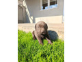 stenci-cokoladnog-labradora-small-2