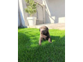 stenci-cokoladnog-labradora-small-0