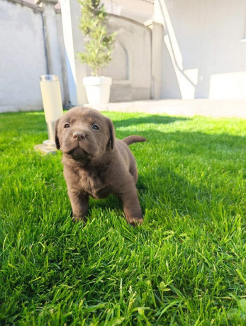 stenci-cokoladnog-labradora-big-4