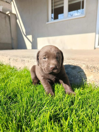 stenci-cokoladnog-labradora-big-2