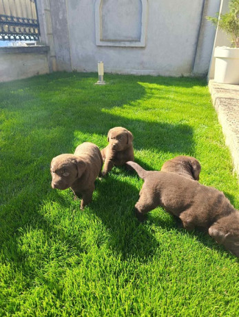 stenci-cokoladnog-labradora-big-1