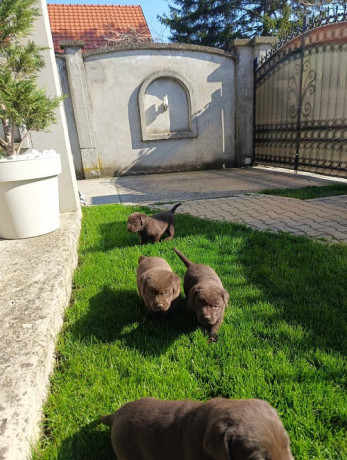 stenci-cokoladnog-labradora-big-3