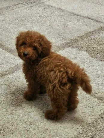 toy-pudle-stenci-big-1