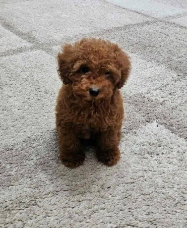 toy-pudle-stenci-big-2