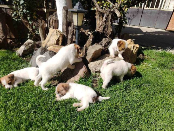 dzek-rasel-terijer-stenci-big-4