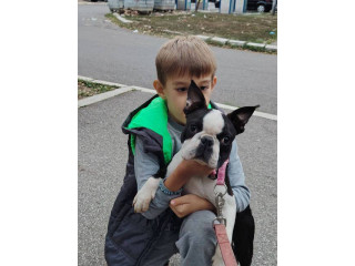 Boston terijer mužjak