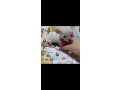 mini-civave-small-1