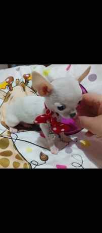 mini-civave-big-3