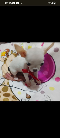 mini-civave-big-2