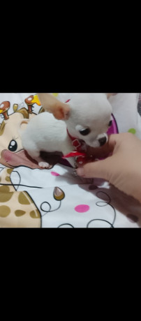 mini-civave-big-1