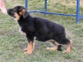 stenci-nemackog-ovcara-small-0