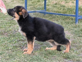 Štenci NEMAČKOG ovčara !!