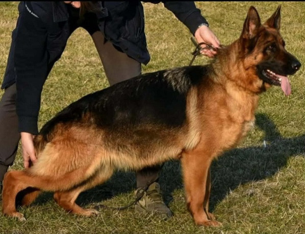 stenci-nemackog-ovcara-big-4