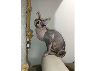 Mačak SPHYNX dostupan za parenje