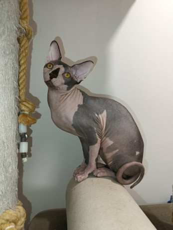 macak-sphynx-dostupan-za-parenje-big-0