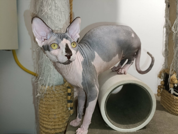 macak-sphynx-dostupan-za-parenje-big-1