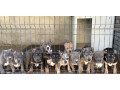 american-bully-xl-xxl-small-0