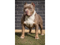 american-bully-xl-xxl-small-4