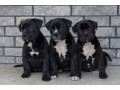 american-bully-xl-xxl-small-1