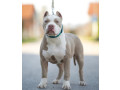 american-bully-xl-xxl-small-2