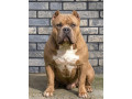 american-bully-xl-xxl-small-3