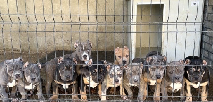 american-bully-xl-xxl-big-0