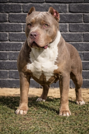 american-bully-xl-xxl-big-4