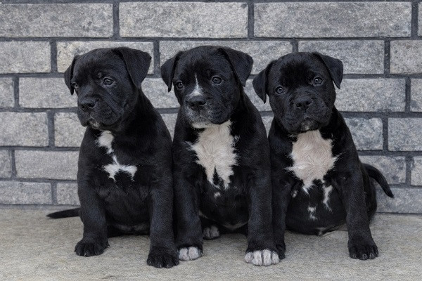 american-bully-xl-xxl-big-1