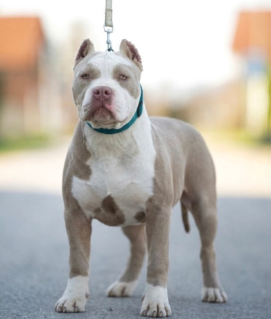 american-bully-xl-xxl-big-2
