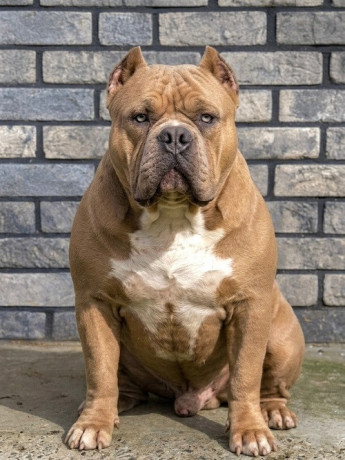 american-bully-xl-xxl-big-3