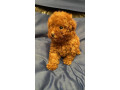 prelepe-francuske-toy-i-patuljaste-pudle-small-3